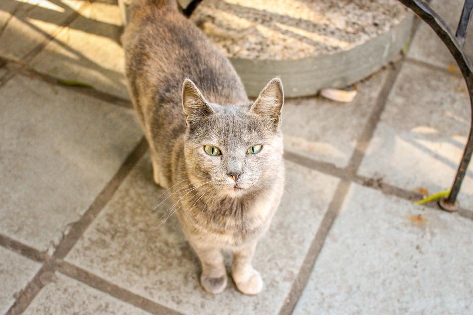 Cat Pet Cute
