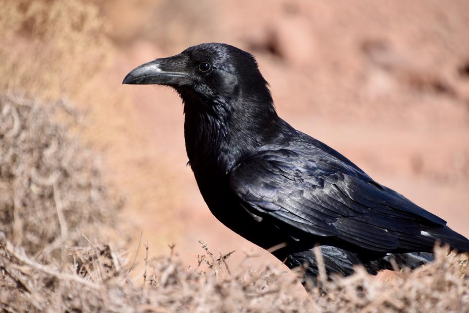 Bird Black Blackbird