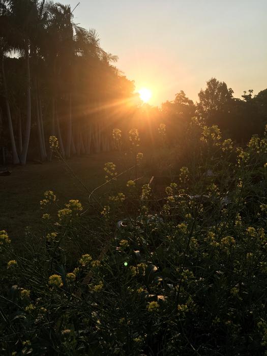 Sunset Garden Vegetables