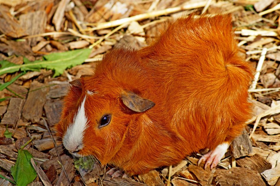 Sea ​​Pig Animal Guinea Pig