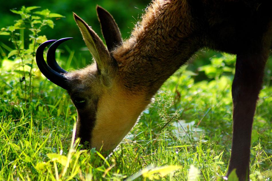 Chamois Animal Wild