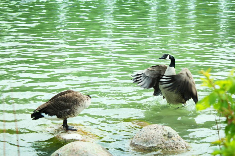 wild ducks splashing in the pond