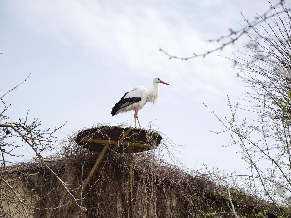 Stork Nest Horst