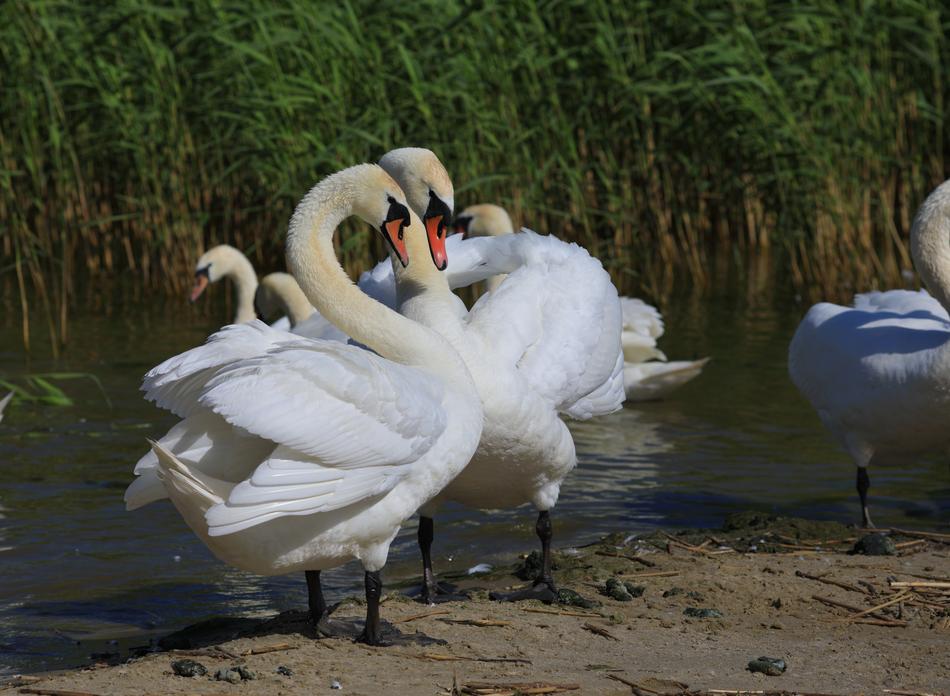 pair of white swans on the beach in the wild
