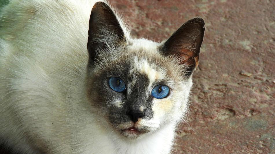 Animal Cat Domestic