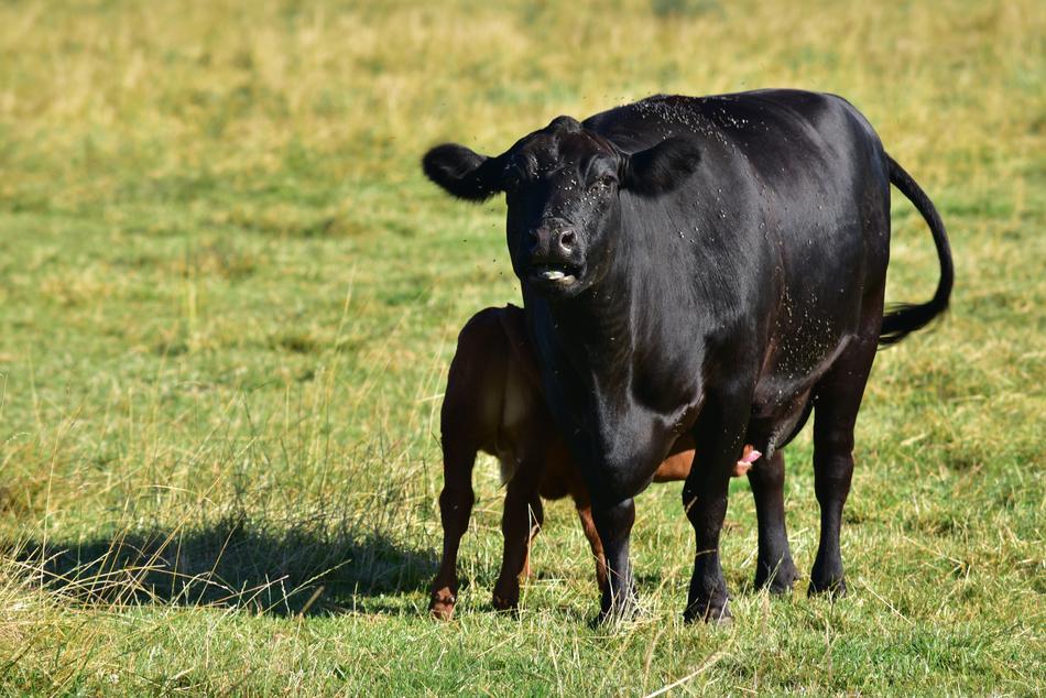 Beef Cow Calf