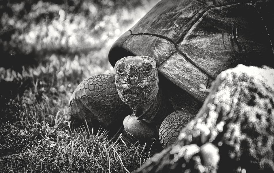 Giant Tortoise Animal Panzer