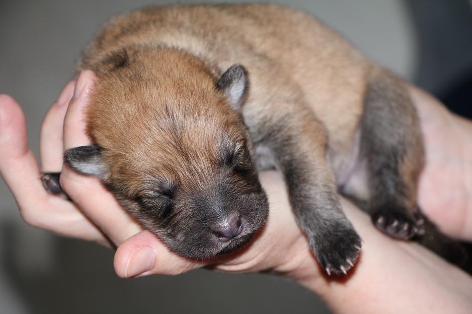 Puppy Eurasians Dog