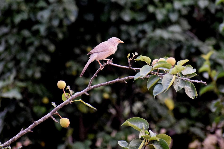wild bird in the woods