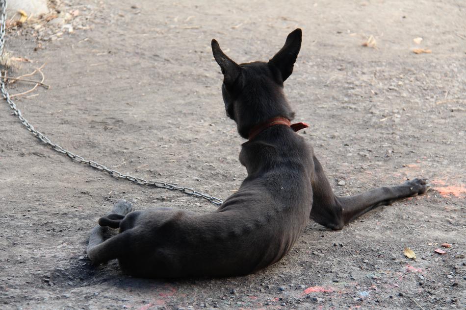 Taiwan Dog