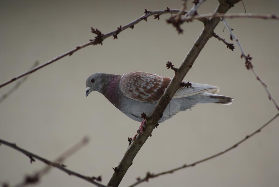 Dove Bird Plumage