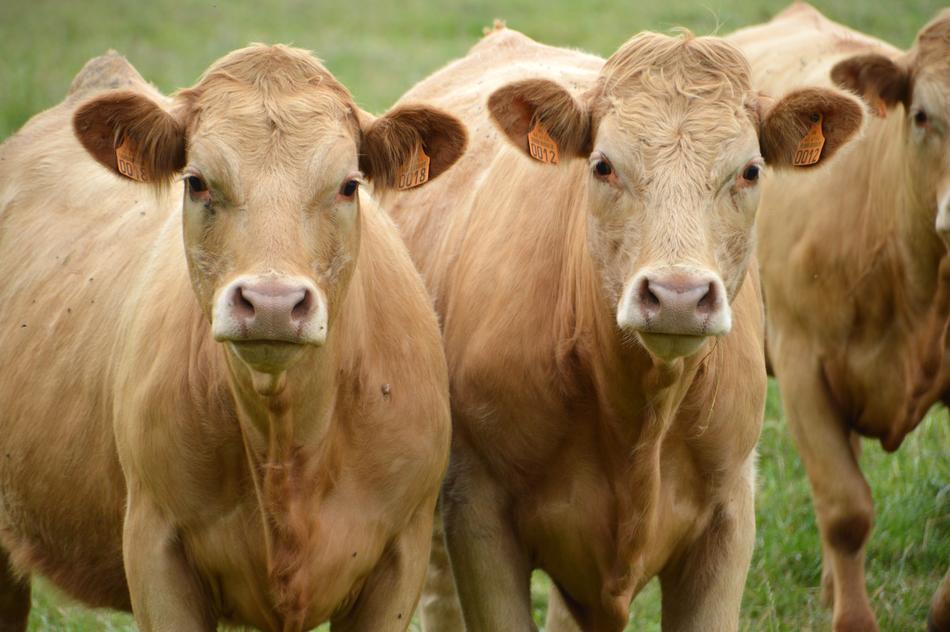 Cows Cattle Animal
