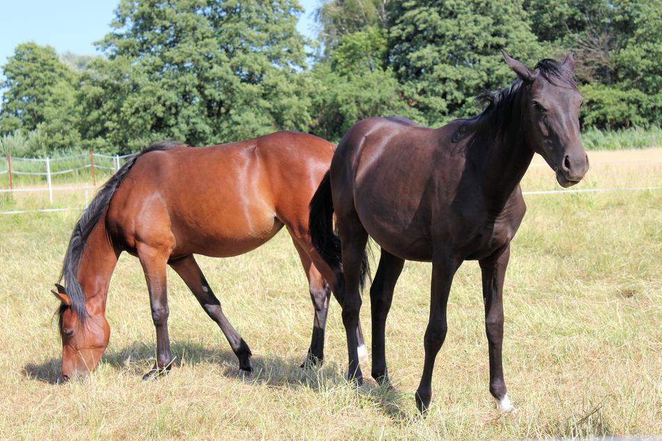 brown horses on the farm
