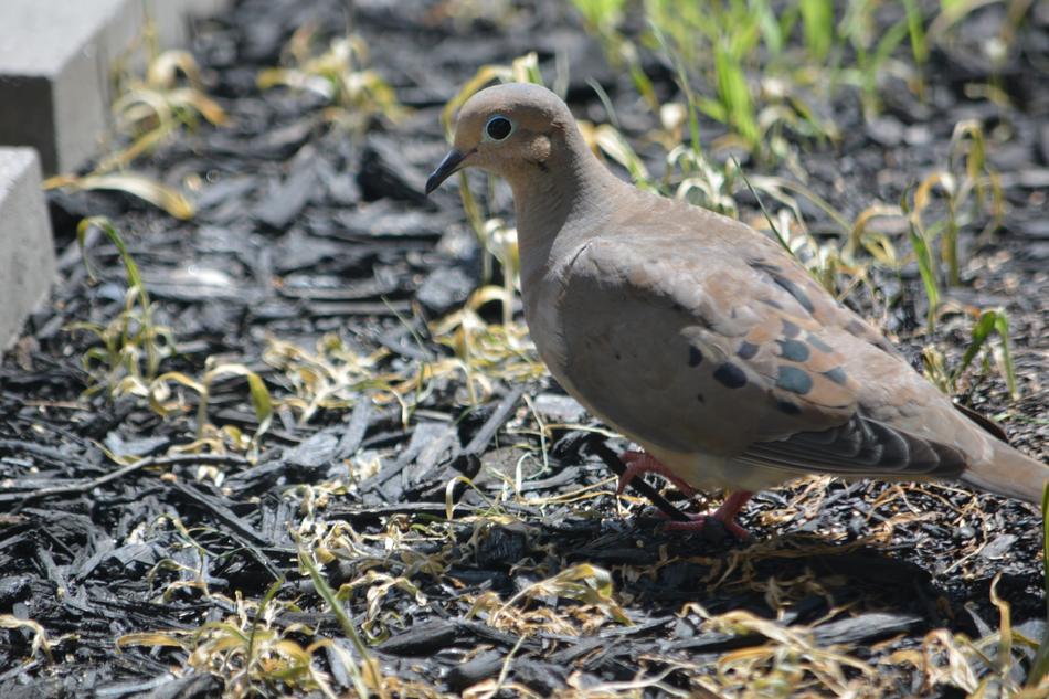 Mourning Dove Bird