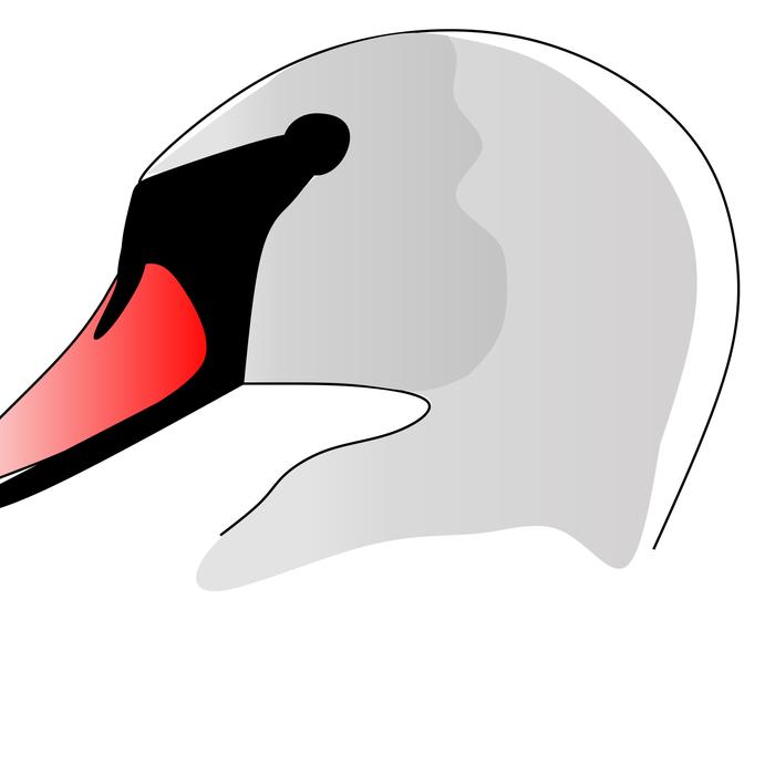 white duck with a red beak