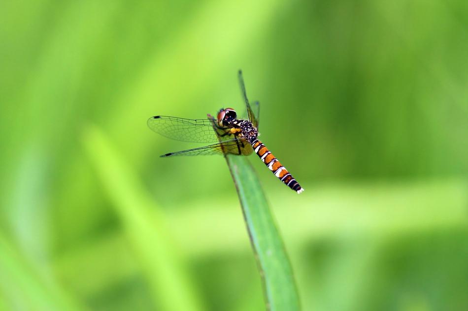 colored dragonfly on green grass