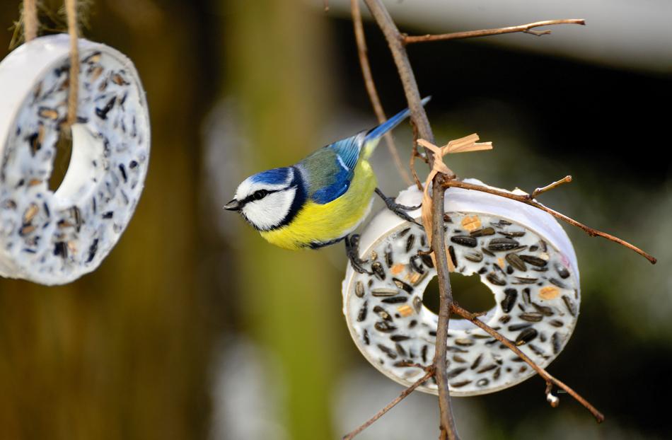 Tit Bird Rings