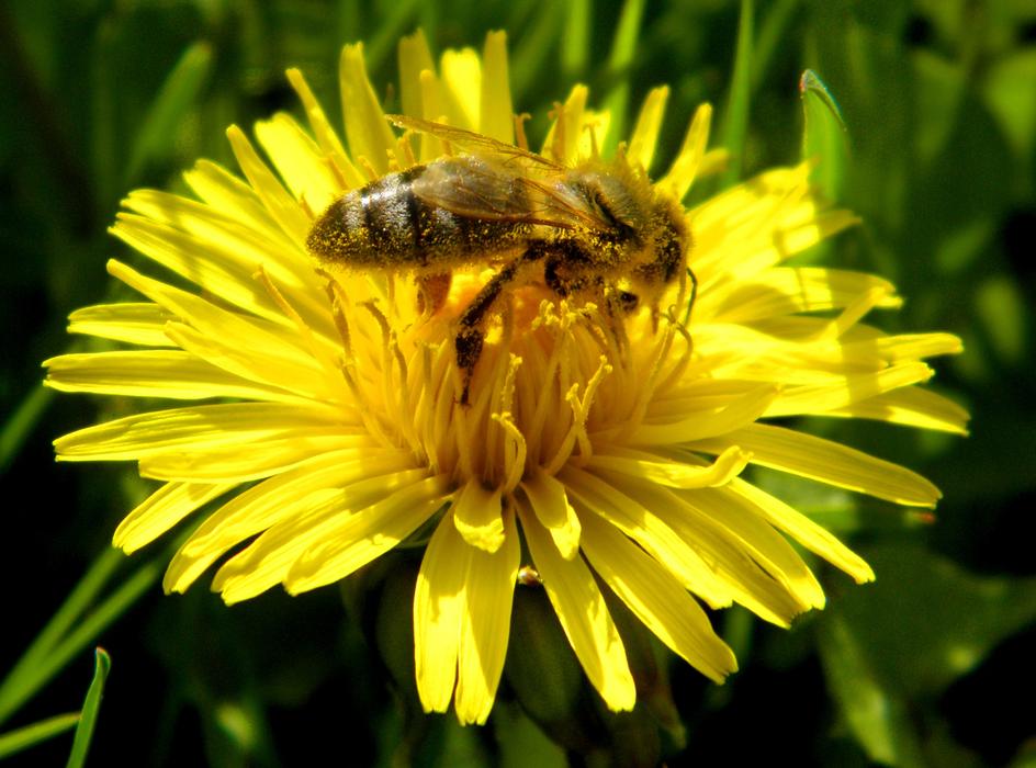 Insect Blossom macro blur