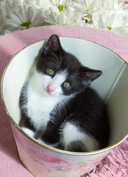 Kitten Pets Animals