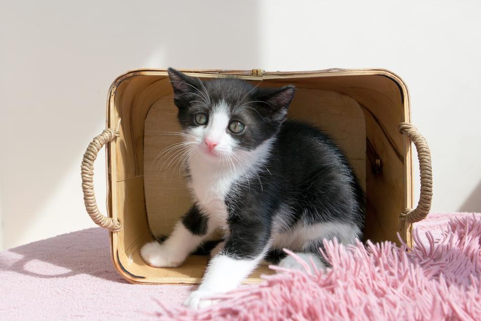 Kitten Pets Animals