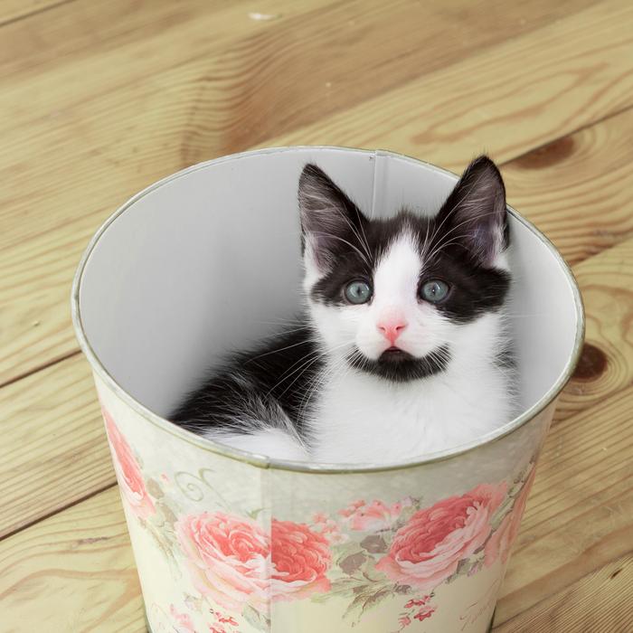 Kitten Pets Animals