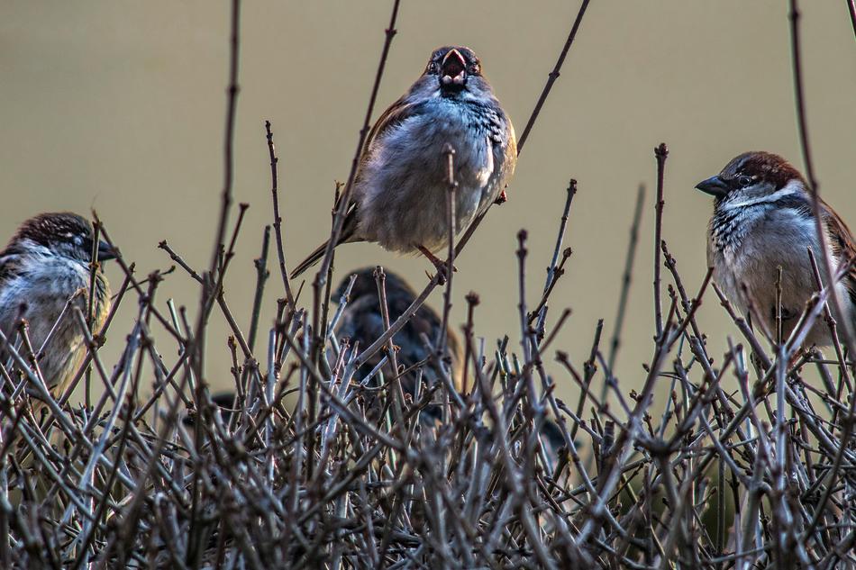 Sparrows Sing Birds