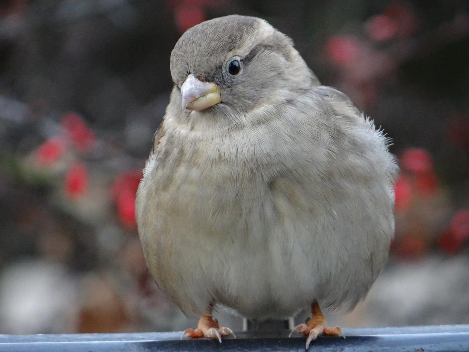 fluffy bird on the window