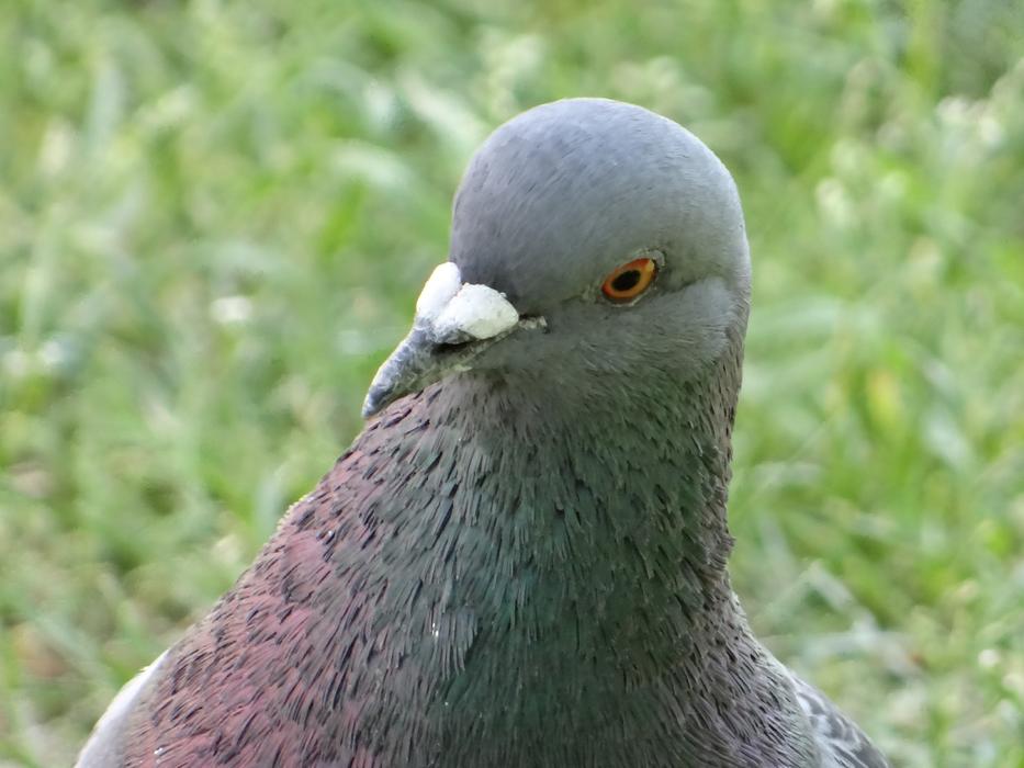 Dove Bird Poland