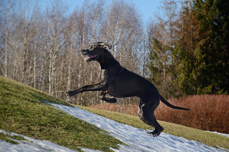Great Dane Run