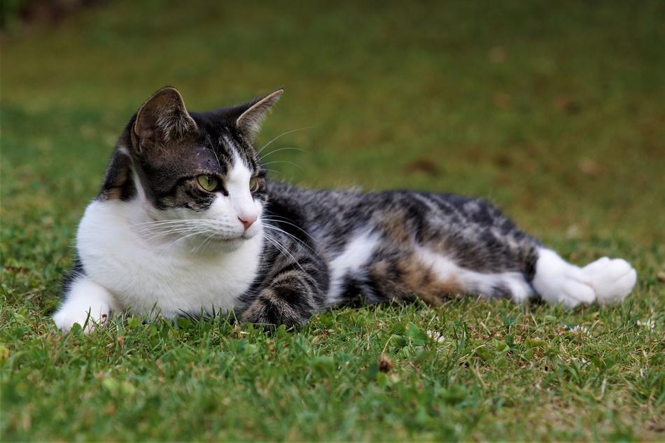 Cat Domestic Concerns
