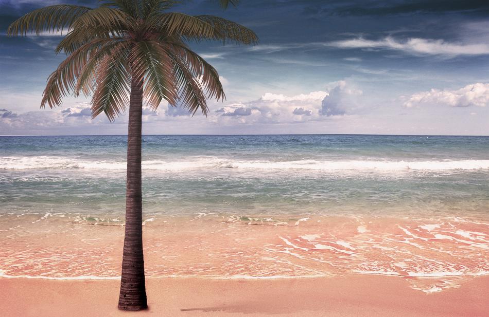 Sea Palm Sand