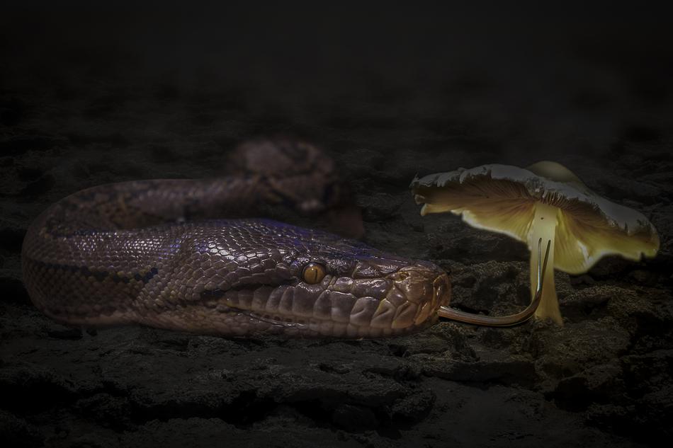 Manipulation Animal Snake