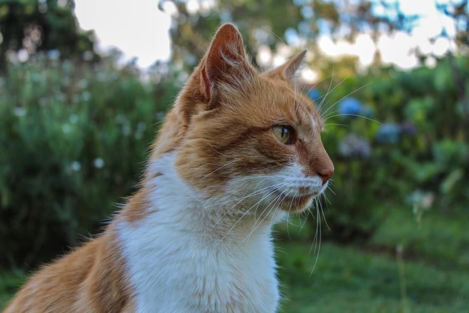 Cat Feline Animals