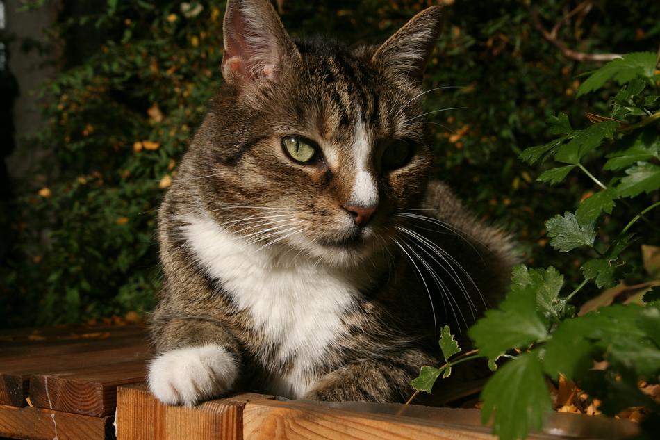 Cat Pet