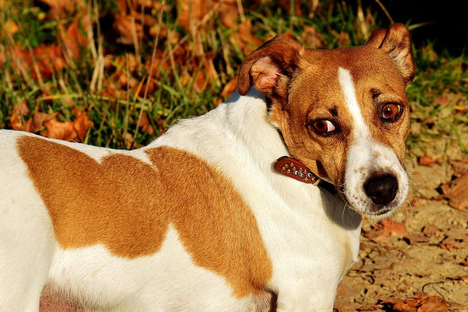 Jack Russell Terrier Dog