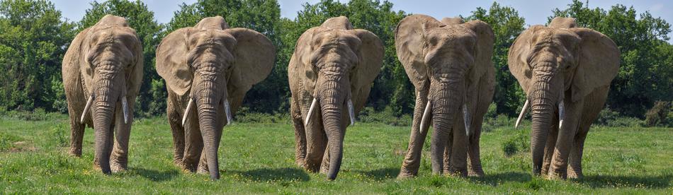 Elephant Mounting Five