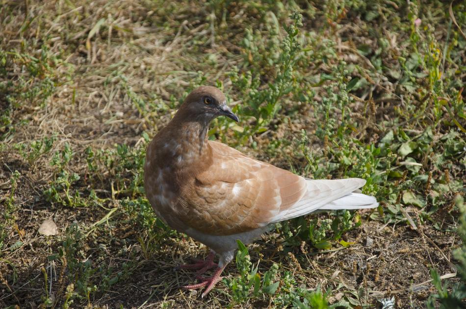 Pigeon Dove Bird Brown