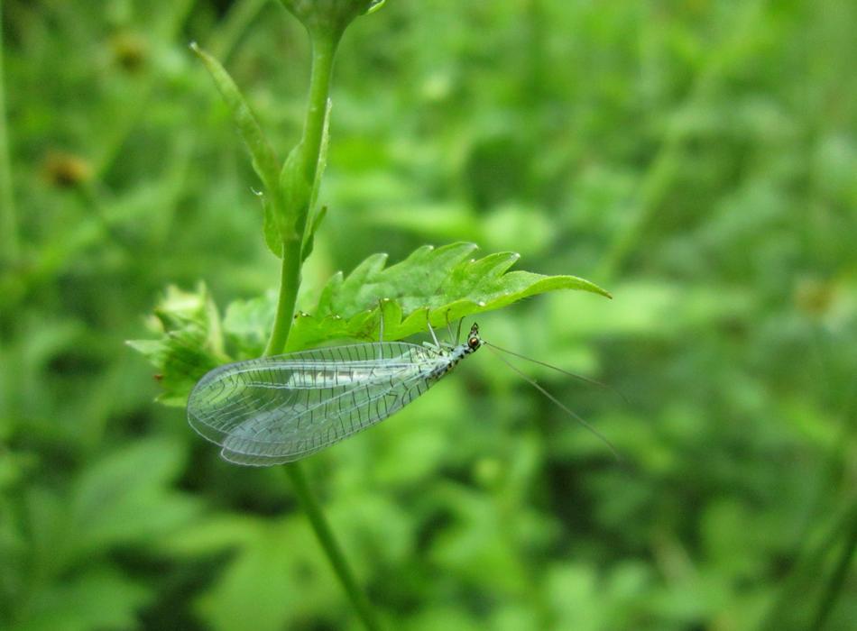 Insect Wings Gold Eyed