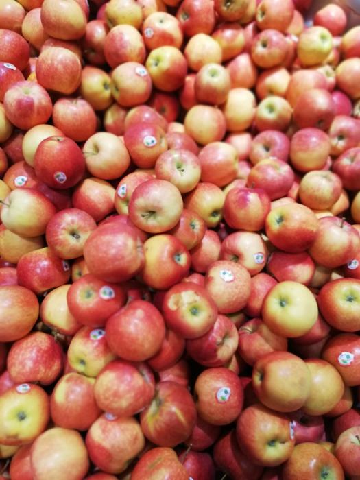 sweet and juicy apple harvest