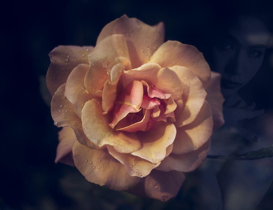 a beautiful rosebud in the night