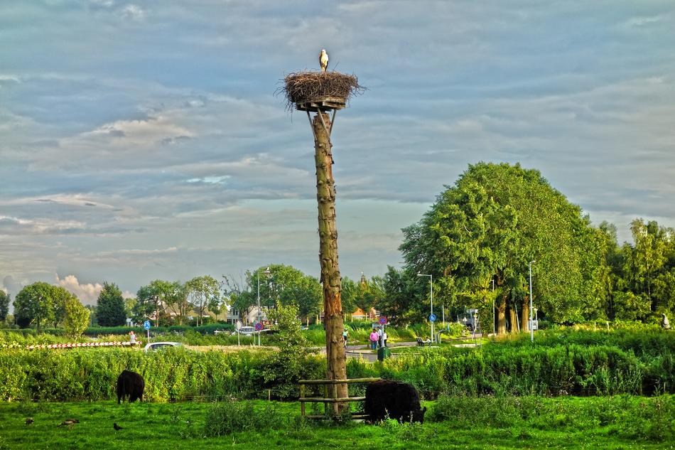 Bird Wildlife Nest