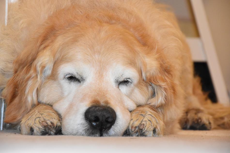 Sleeping Dog Golden Retriever at home