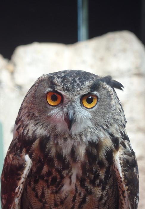 Owl Bird Nature