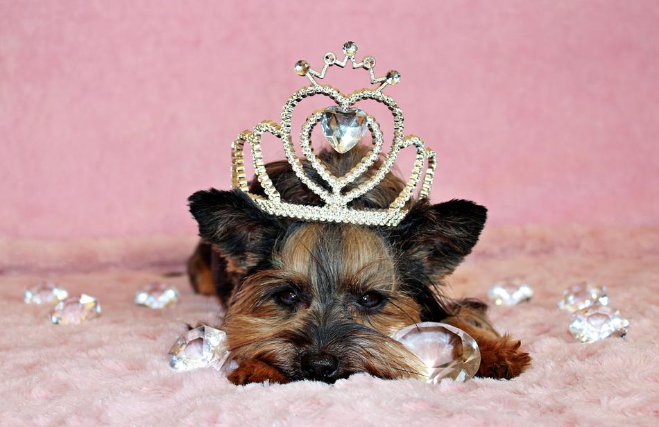 Yorkshire Terrier Dog Crown
