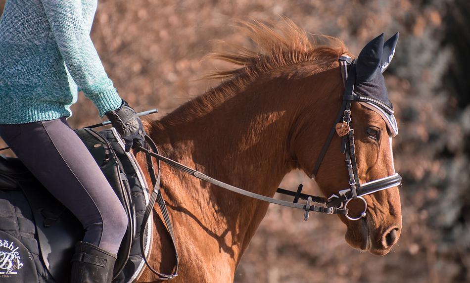 Horse Animal Ride