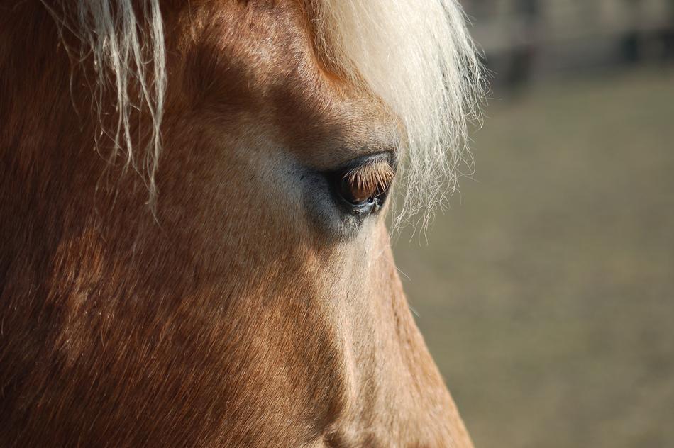 Horse Eye Equine