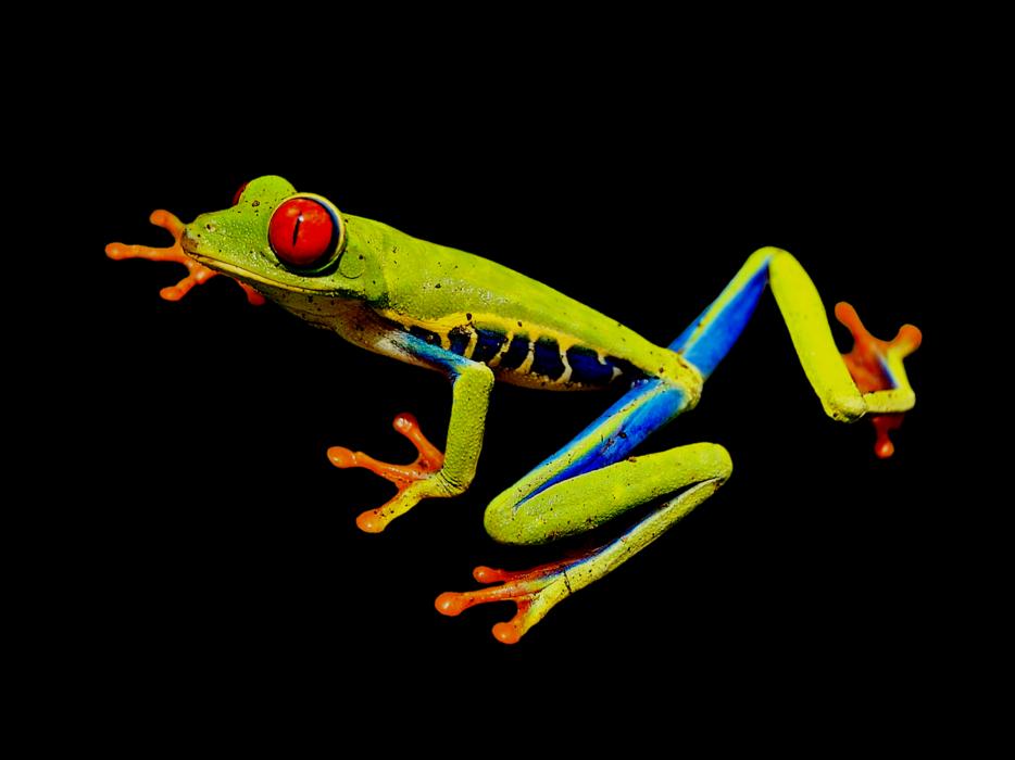 Red-Eye Frog Red-Eyed Tree