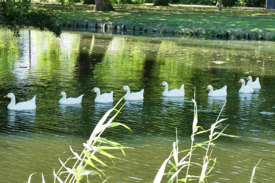 White Geese Boy Ditch