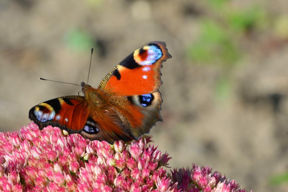 Butterfly Insect Peacock