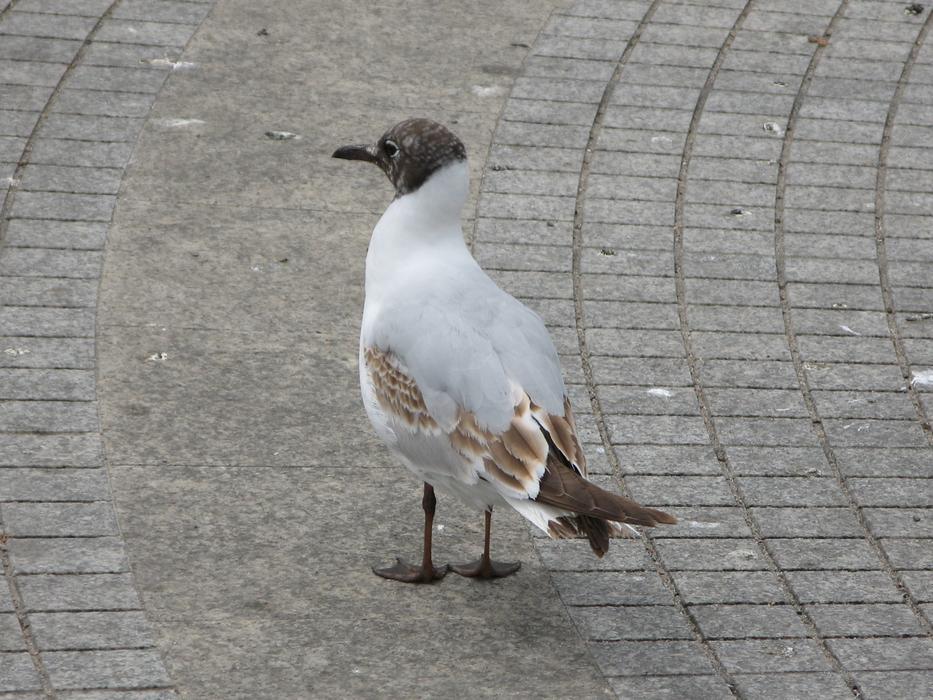 Seagull Bird on city street